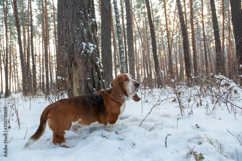 Dog breed Basset hind color tricolor walks in the winter forest in the snow