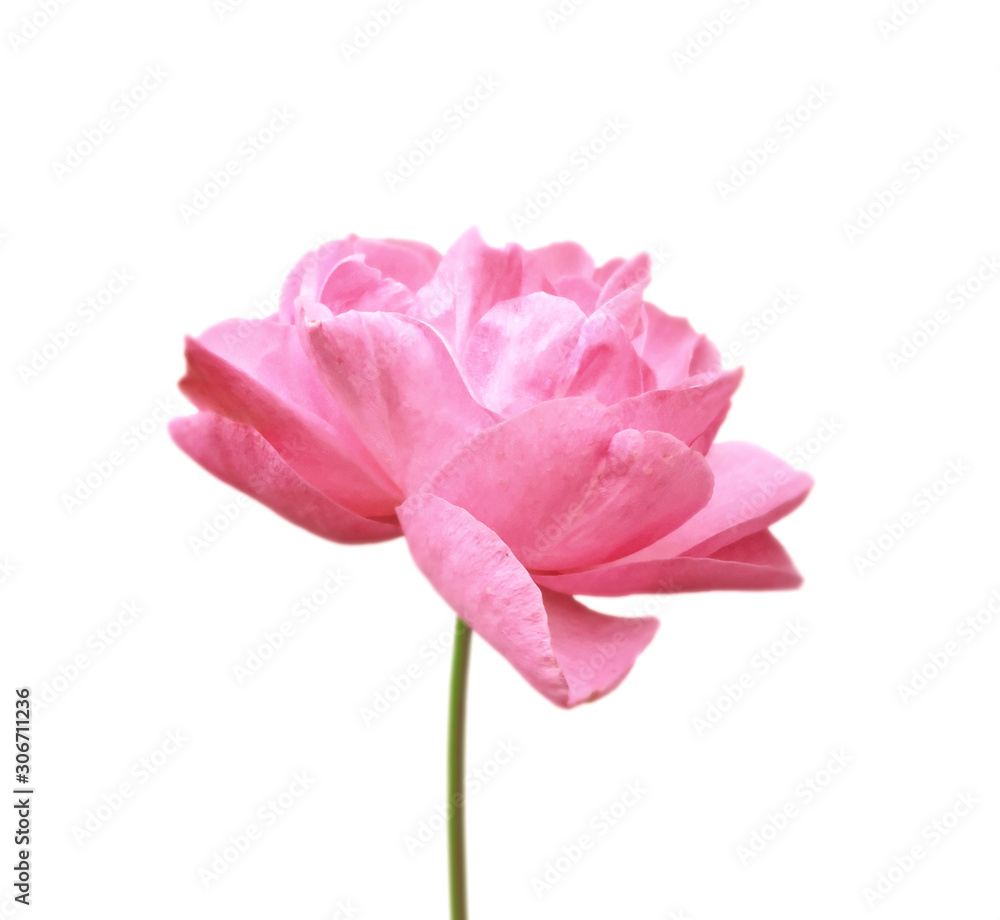 Beautiful pink rose isolated on a white background Beautiful pink rose isolated on a white background