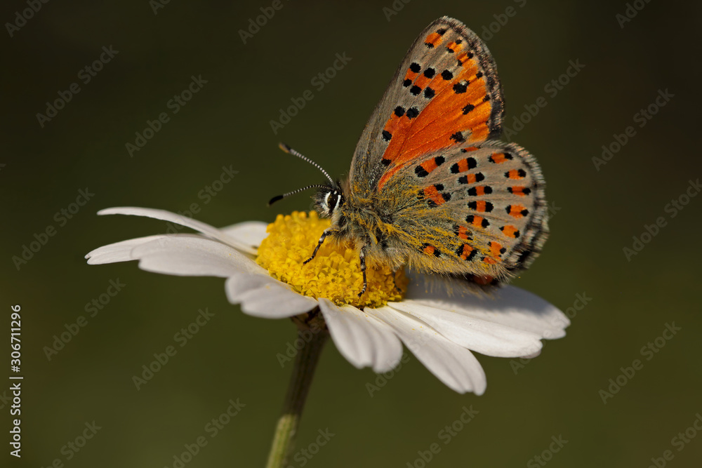 Mediterranean poppy butterfly; Tomares nesimachus Mediterranean poppy butterfly; Tomares nesimachus