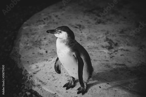 Lonely penguin standing on a rocky surface