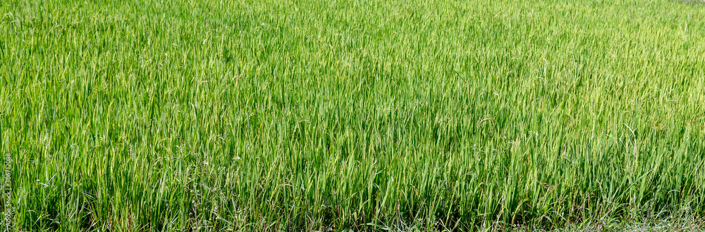 Rice farm green Paddy Fields Philippines