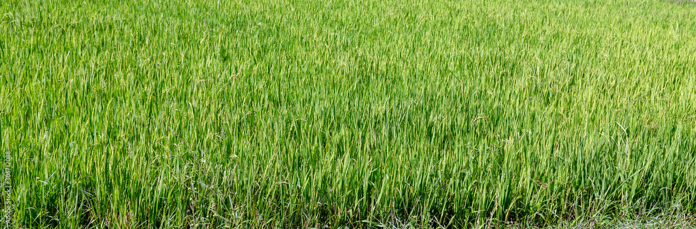 Rice farm green Paddy Fields Philippines Rice farm green Paddy Fields Philippines