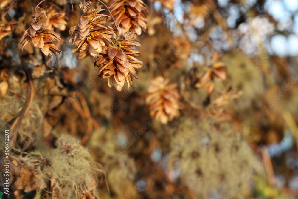 Wild clematis with cones in sunset