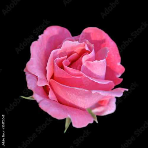 Beautiful pink rose isolated on a black background