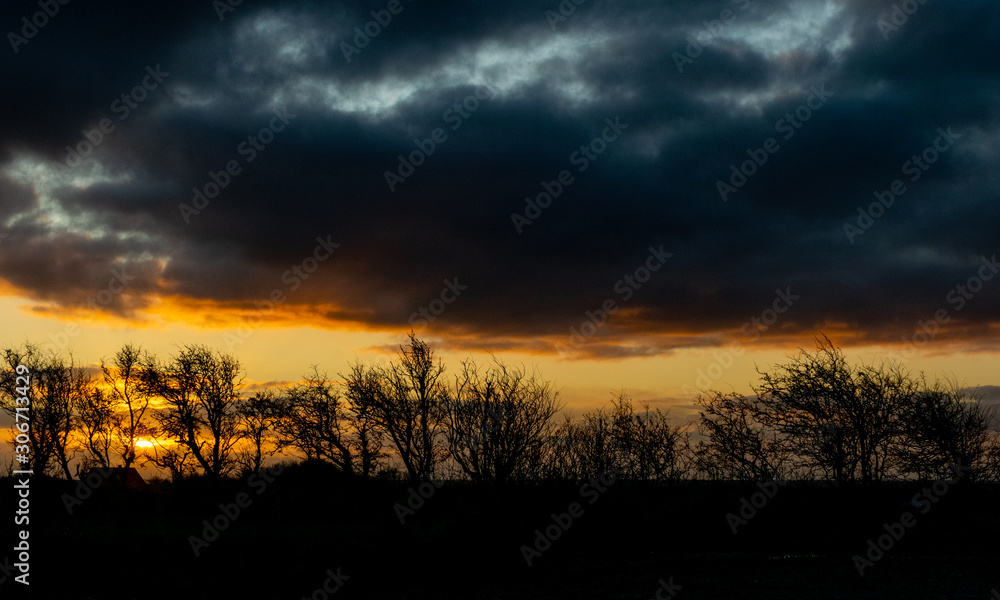 Obraz premium colorful sunrise on a windy morning with black tree silhouettes in the center of the picture