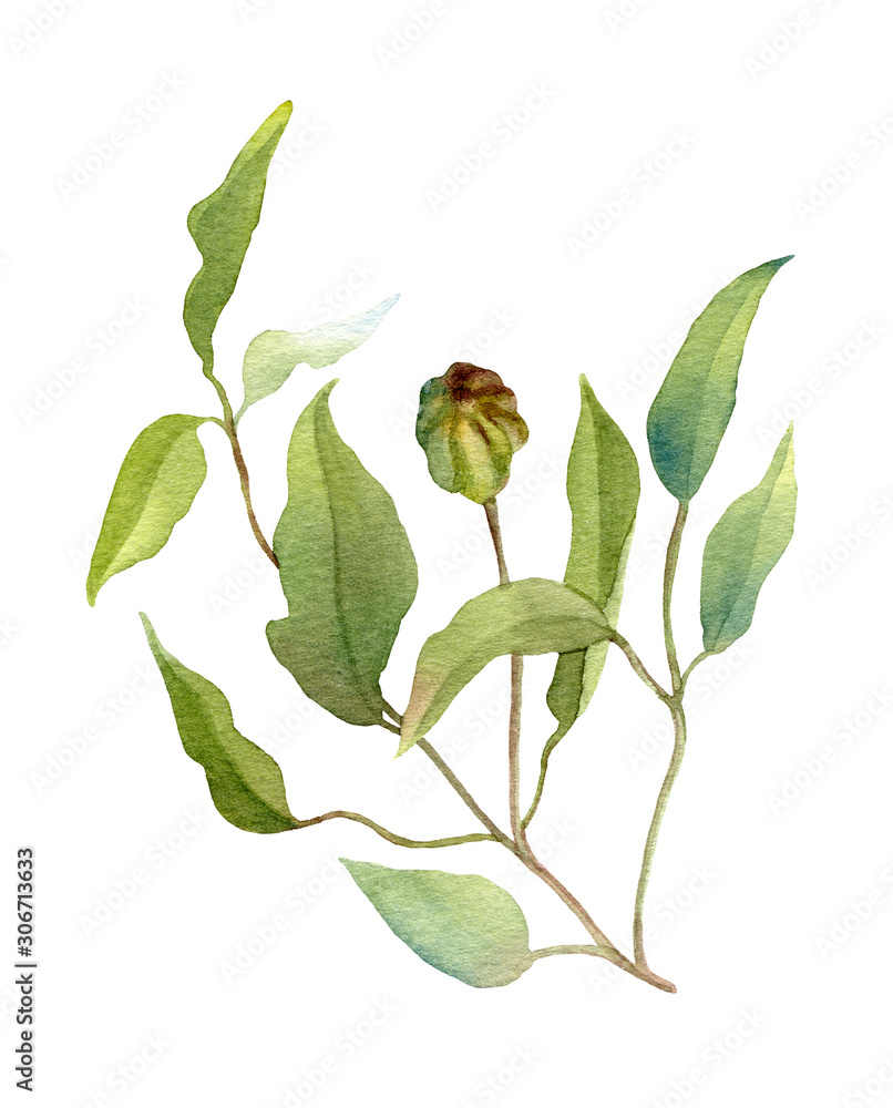 Curly twiggy clematis branch hand drawn in watercolor isolated on a white background. Ideal for creating invitations, greeting cards. Floral illustration. Watercolor botanic element for arrangements. Curly twiggy clematis branch hand drawn in watercolor isolated on a white background. Ideal for creating invitations, greeting cards. Floral illustration. Watercolor botanic element for arrangements.