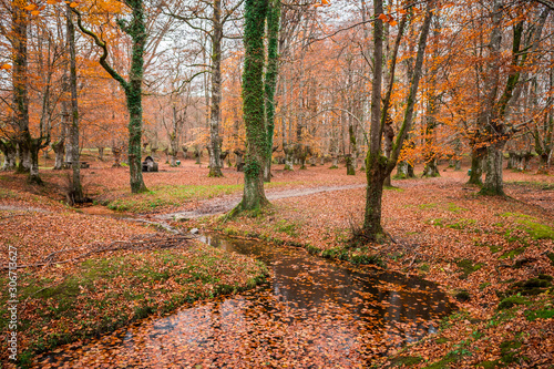 beautiful forest of otzarreta on autumn season