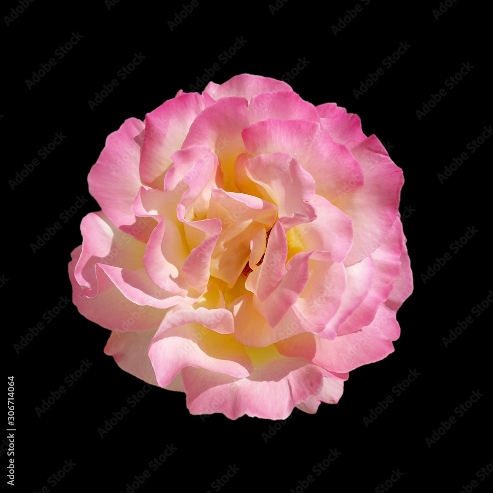 Beautiful pink rose isolated on a black background Beautiful pink rose isolated on a black background