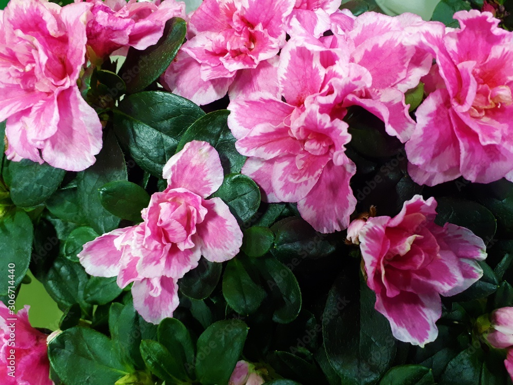  close-up of beautiful, vibrant, flowering plants in the garden