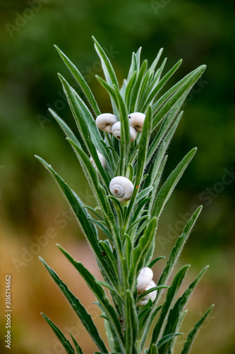 Petits escargots blanc accroché a de l'herbe verte, vergé verte, végétation grandissante avec une capacité évolutive en constante progression  photo