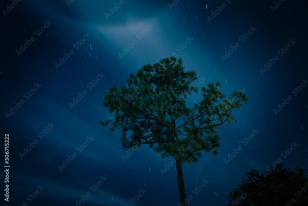 Pine tree lit by stars Pine tree lit by stars