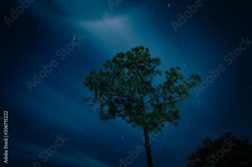 Pine tree lit by stars © James