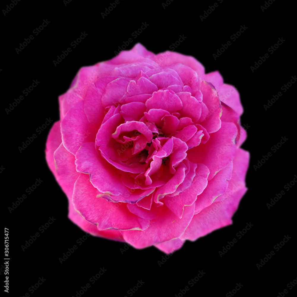 Beautiful pink rose isolated on a black background Beautiful pink rose isolated on a black background