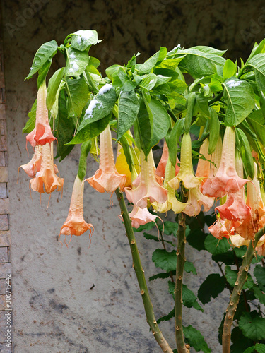 (Brugmansia x candida 'Rosea') Brugmansia rose ou Trompette des anges, un arbuste originaire des tropiques aux grandes feuilles nervurées et veloutées et aux grandes fleurs pendantes en forme de tromp