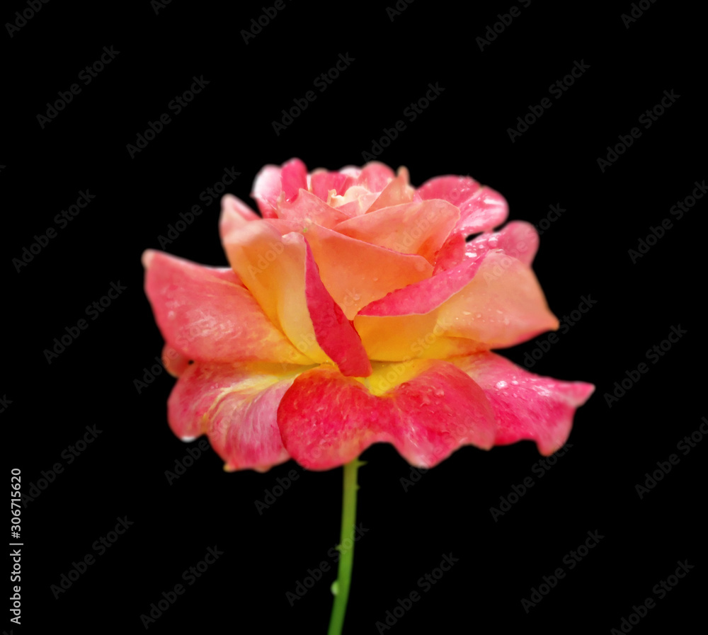 Beautiful pink rose isolated on a black background Beautiful pink rose isolated on a black background