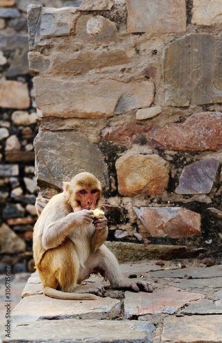 Macaque stuffing its food pouches with a banana photo