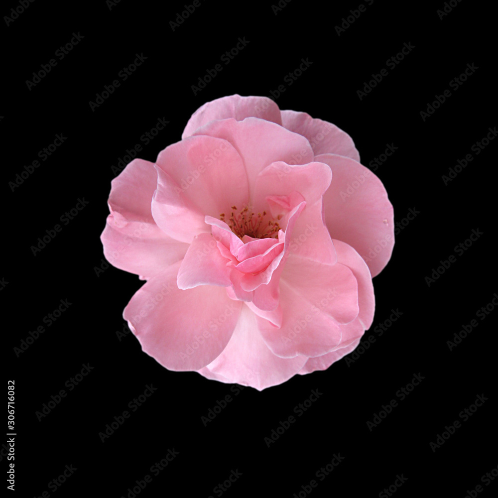 Naklejka premium Beautiful pink rose isolated on a black background