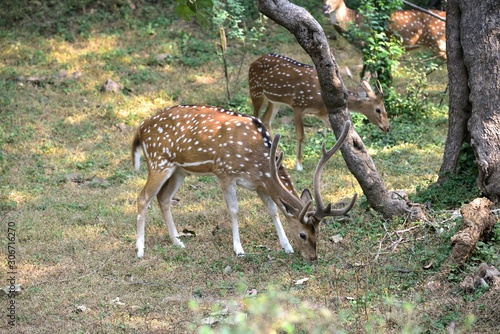 Male spotted deer  feeding  in the forest photo