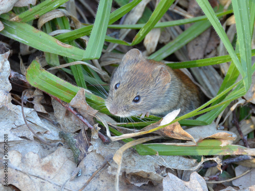 Cute mouse crawls out from beneath the forest litter