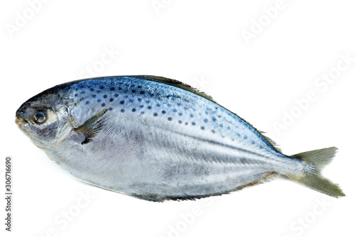 Raw fresh pompano fish isolated on white background