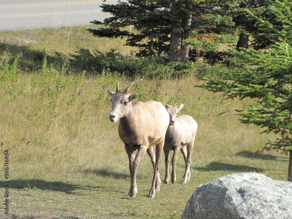 The Sheep, Banff National Park, Alberta