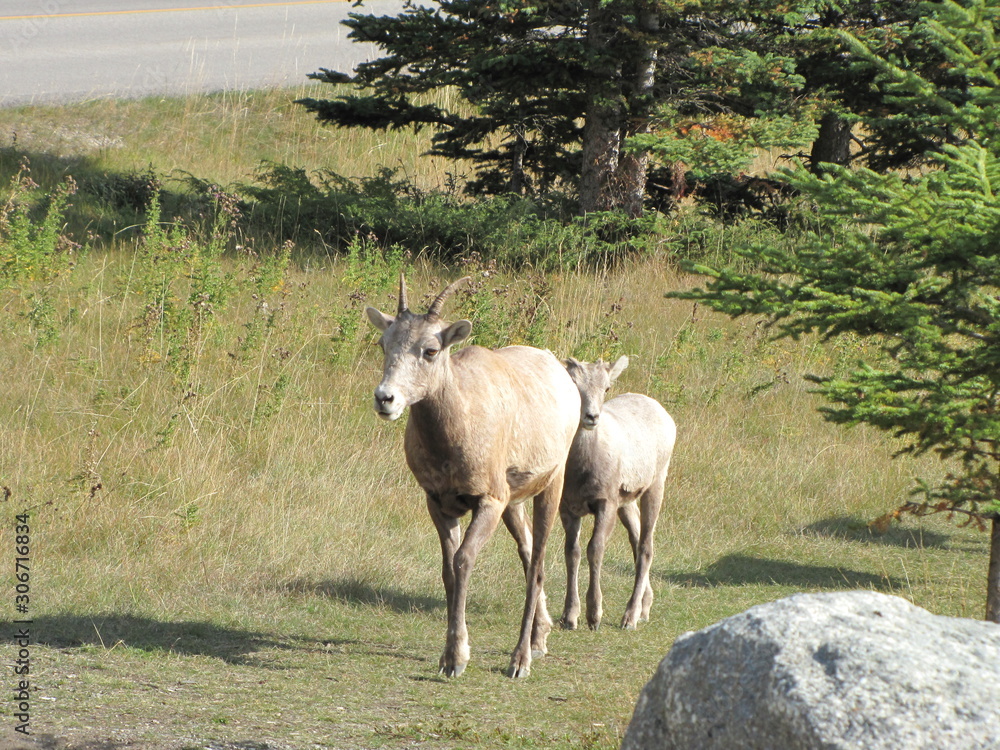 Obraz premium The Sheep, Banff National Park, Alberta