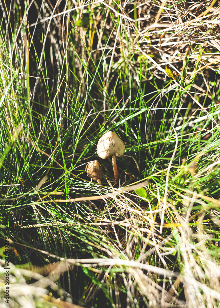 Obraz premium narcotic mushroom on a background of dry grass
