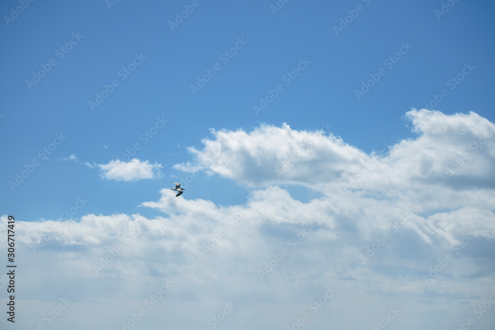Sea gull in the sky Sea gull in the sky