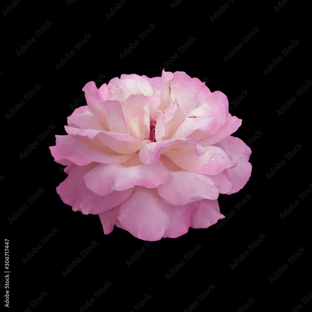 Beautiful pink rose isolated on a black background Beautiful pink rose isolated on a black background