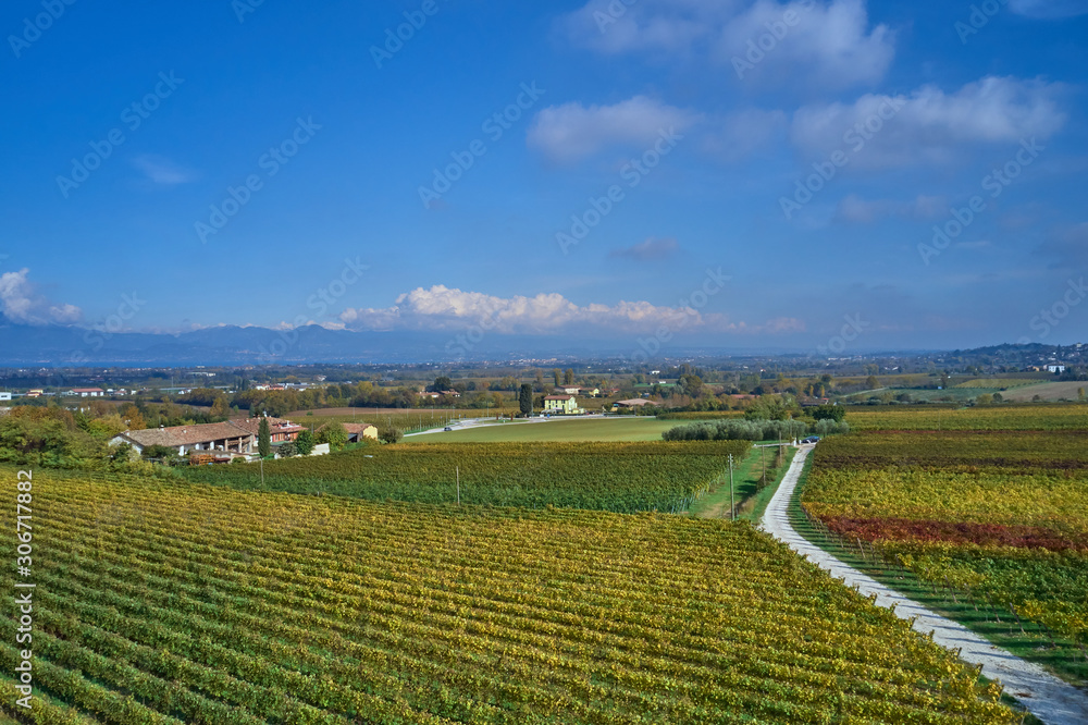 Autumn grape rows of yellow in the Alps in the background blue sky