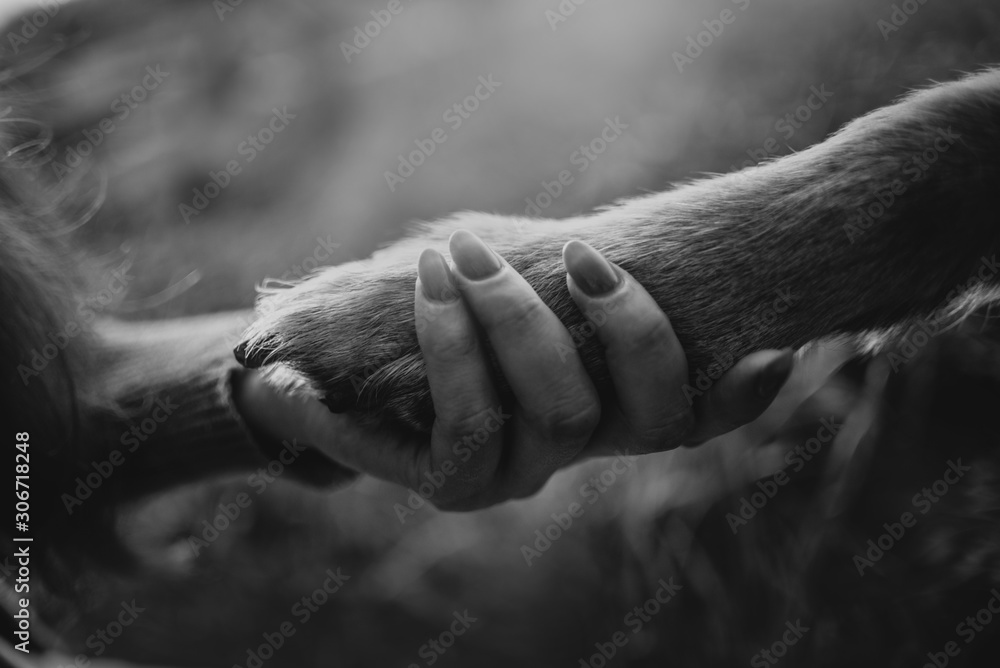 owner holds her dogs paw close up - obrazy, fototapety, plakaty 