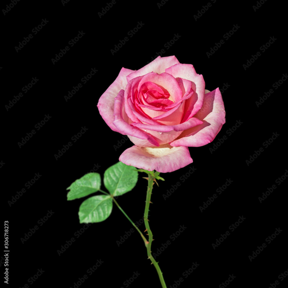 Beautiful pink rose isolated on a black background Beautiful pink rose isolated on a black background