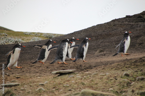 Laufende Pinguine am Strand - Falklandinseln Antarktis