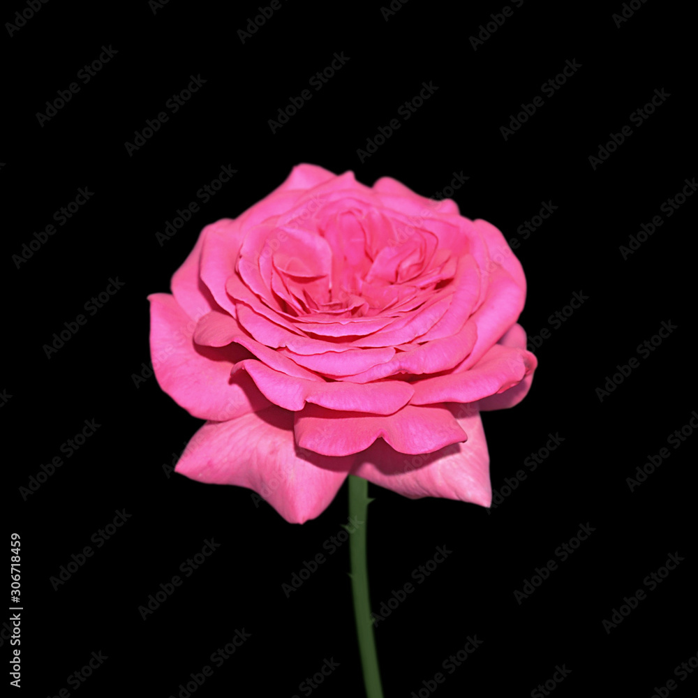 Beautiful pink rose isolated on a black background Beautiful pink rose isolated on a black background