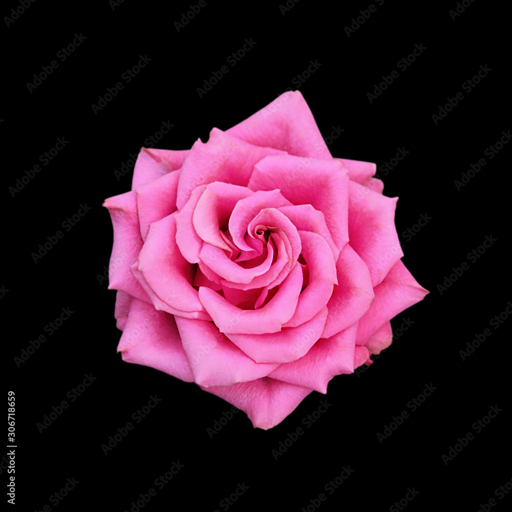 Beautiful pink rose isolated on a black background Beautiful pink rose isolated on a black background