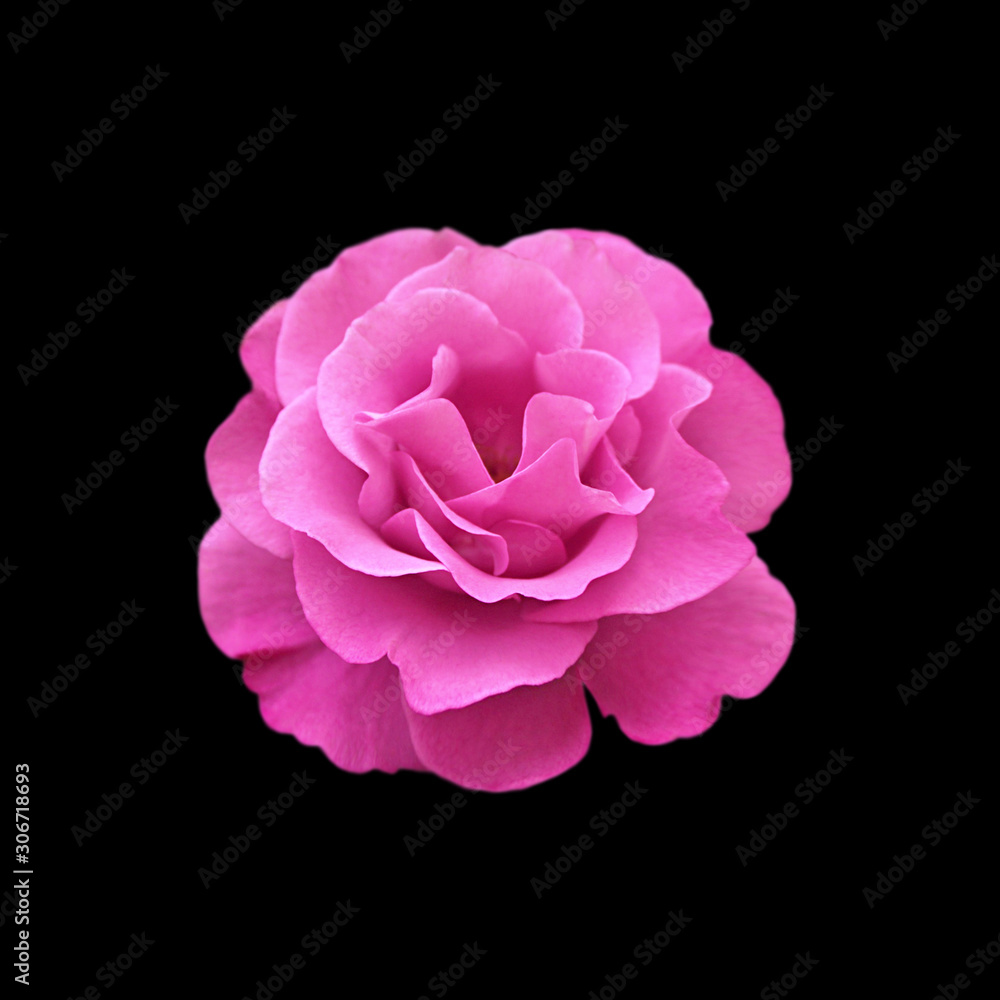 Beautiful pink rose isolated on a black background Beautiful pink rose isolated on a black background