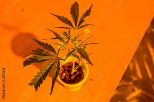 marijuana sprig, cannabis sprig in a little white plastic glass