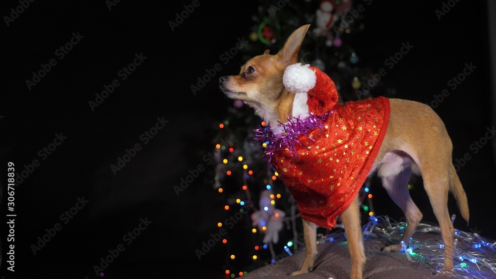 The Toy Terrier is a yellow New Year's dog. A funny dog in a Christmas cap stay and looks around. He falls asleep and wakes up. A background of a fur-tree with shone by lights.