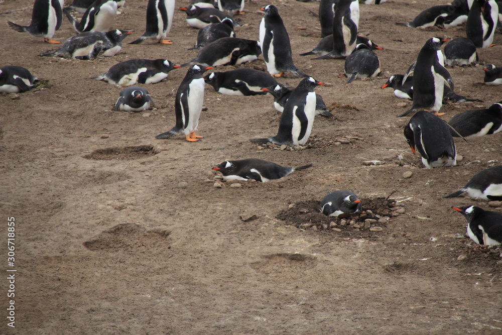 Fototapeta premium Nistende Pinguin Kolonie - Falklandinseln Strand