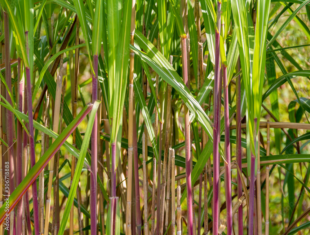 Obraz premium stalky plants closeup