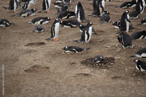 Nistende Pinguin Kolonie - Falklandinseln Strand