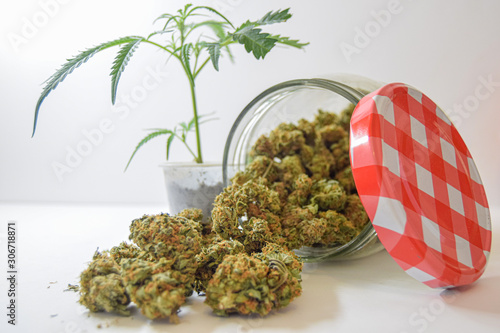 Dry and trimmed cannabis buds stored in a glas jars and a marijuana sprig. Medical cannabis