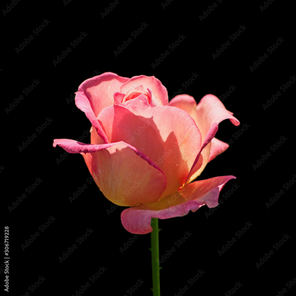 Beautiful pink rose isolated on a black background Beautiful pink rose isolated on a black background