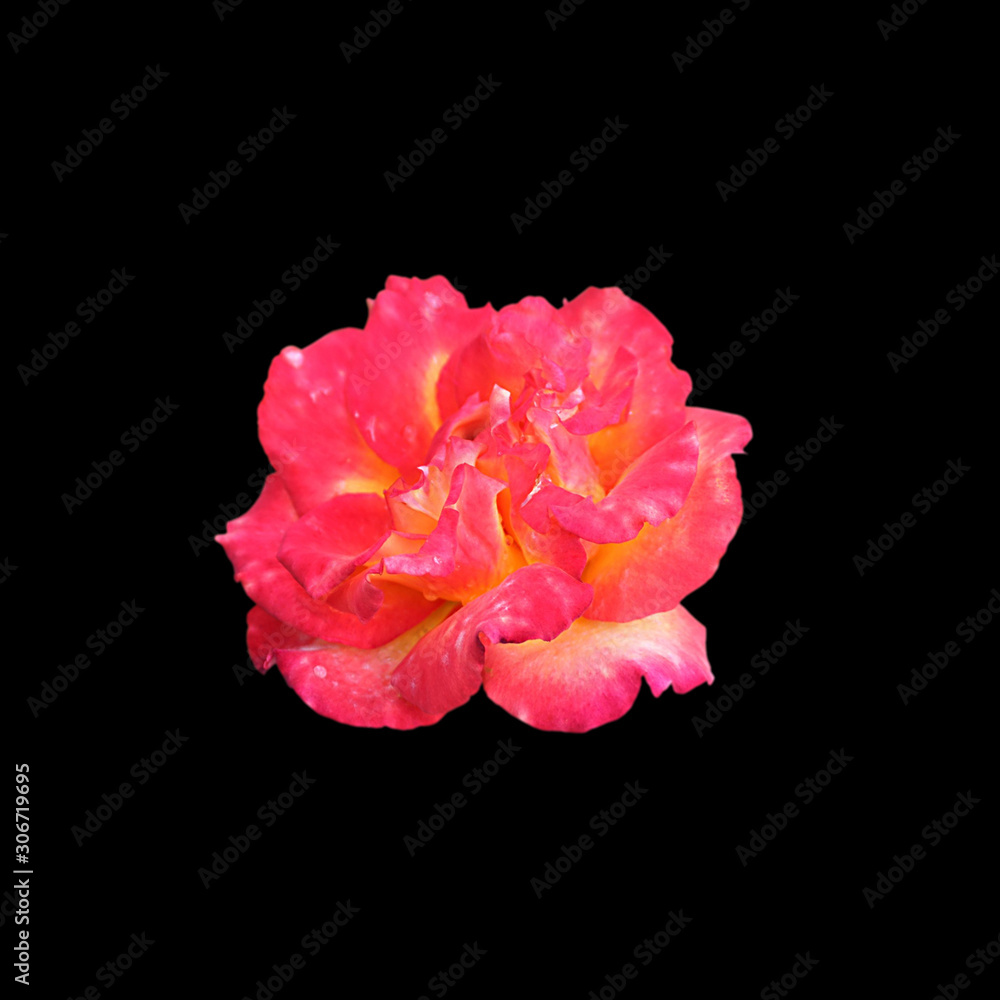 Beautiful pink rose isolated on a black background Beautiful pink rose isolated on a black background