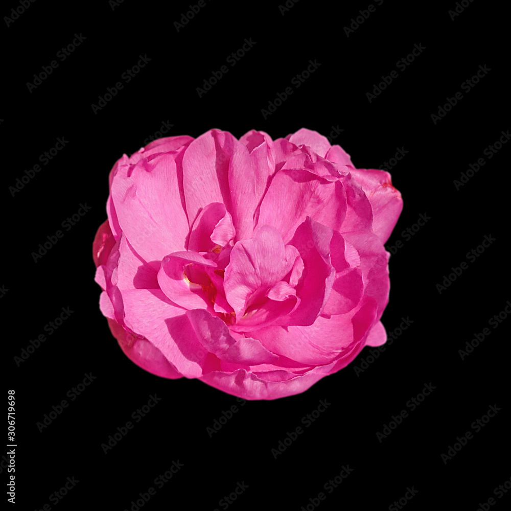 Beautiful pink rose isolated on a black background Beautiful pink rose isolated on a black background