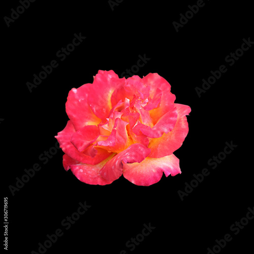 Beautiful pink rose isolated on a black background