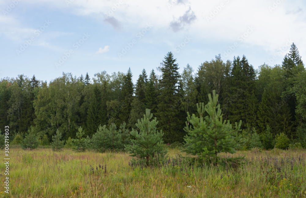 little spruces in a summer meadow little spruces in a summer meadow