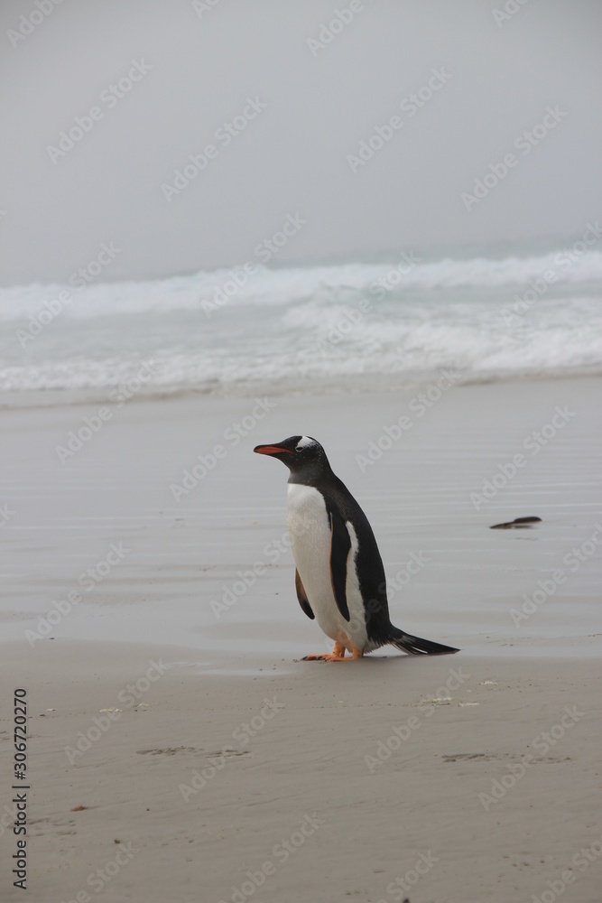 Fototapeta premium Pinguine am Strand - Falklandinseln - Saunders Island