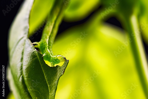 gruene Raupe frisst ein Blatt einer Basilikumpflanze photo
