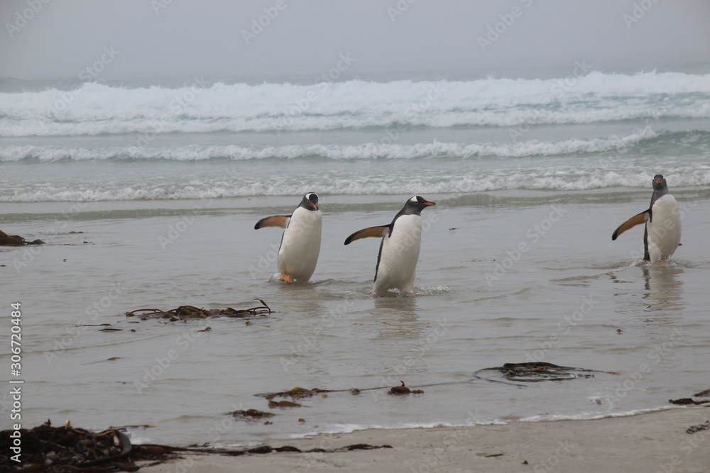 Pinguine am Strand - Falklandinseln - Saunders Island